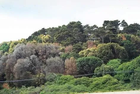 Tanbark oaks killed by Phytophthora ramorum. (Credit: P Svihra)