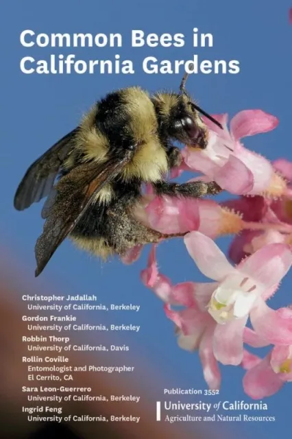 common bees