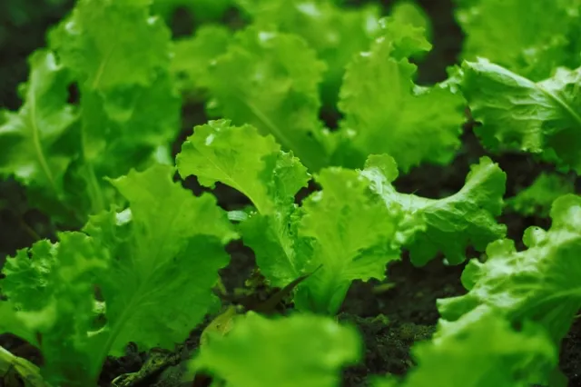 Intensive farms in California provide vegetables to the nation in the summer and winter.