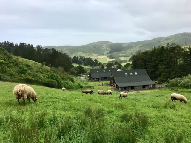 UC Elkus Ranch provides hands-on learning experiences for Bay Area children.