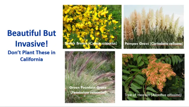 Invasive Plants