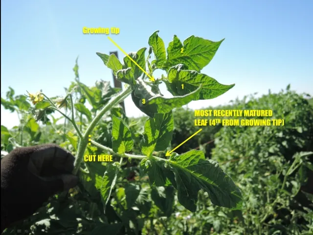 Tomato 4th leaf sample used to determine NPK