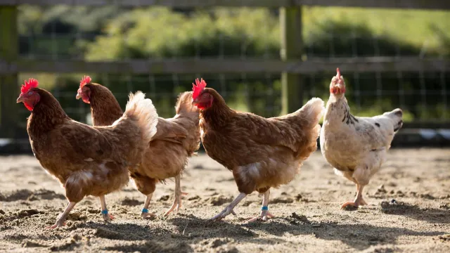 chickens
