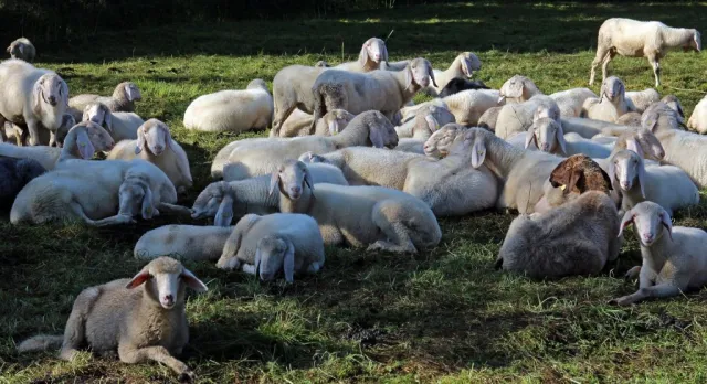 Sheep