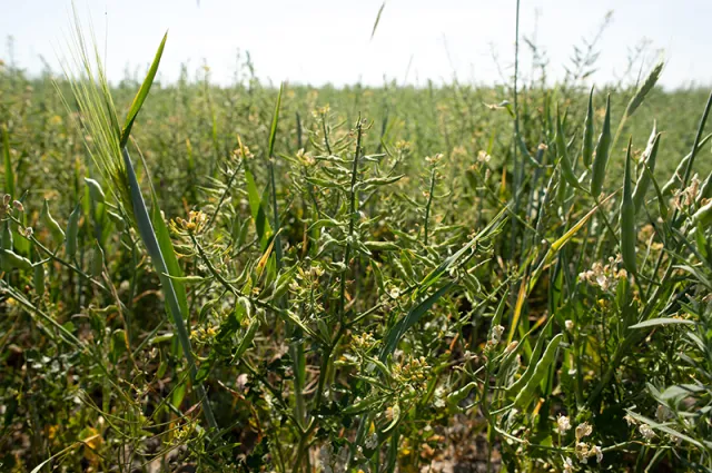 Cover crops in the cotton field. Photo by Paige Green. https://www.csuchico.edu/regenerativeagriculture/demos/fat-uncle-farms.shtml