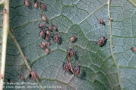 false chinch bug nymphs