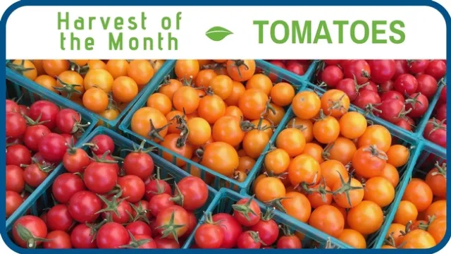 Tomatoes July