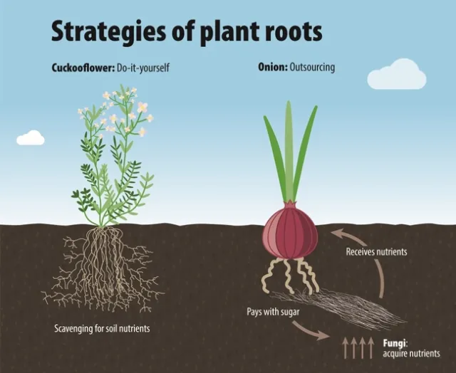 root archetecture