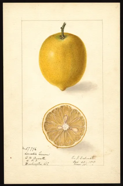 lambss lemon