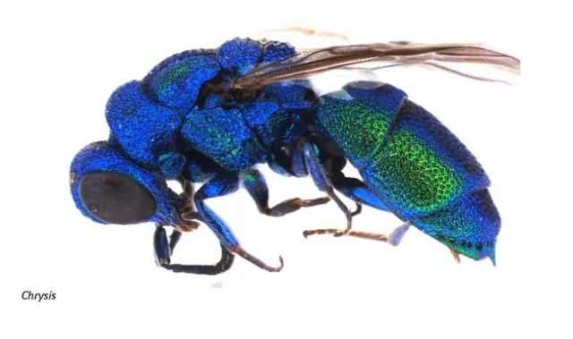 cuckoo wasps (3)