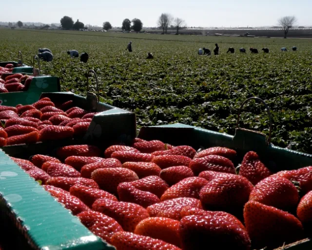 El distanciamiento social incrementa el costo de la cosecha de fresas ya que una mayor separación entre los trabajadores retrasa la pizca.