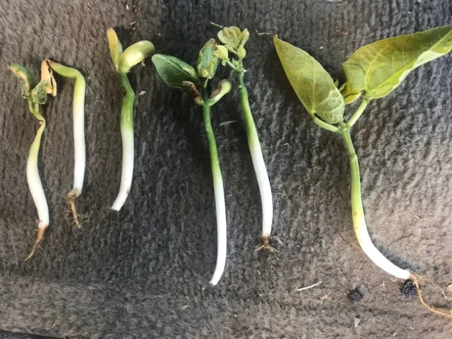 Lima bean seedlings showing stunted growth and poor root development from Fusarium root rot.