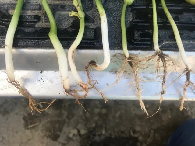 Lima bean seedlings infected with Fusarium root rot (left); healthy roots on right.