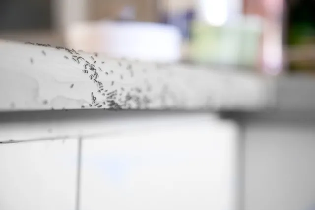 To help control ants inside, wipe up ants and their chemical trails with an all-purpose cleaner, and fill tiny gaps, cracks and holes with caulk to make their entry difficult.