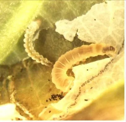 caloptilia stages