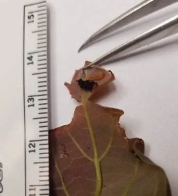 caloptilia roller2