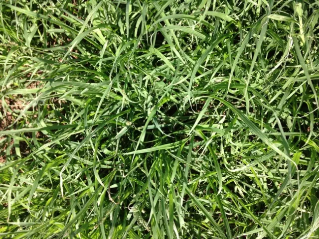 Bachie's Rhodes grass trial proved that the crop could be grown in the Imperial Valley and produce high biomass and nutritious forage for livestock.