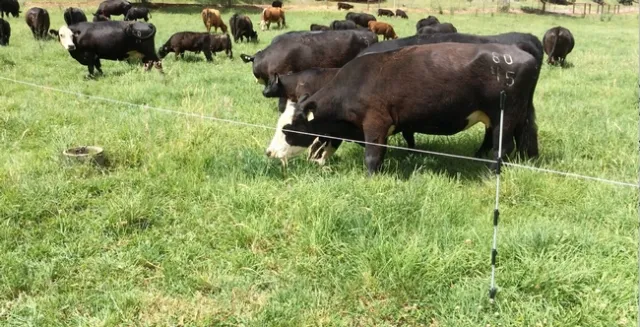 SFREC cows 5