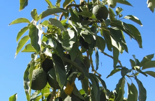 Pies de grabado Los aguacates cuelgan de un árbol en el Centro de Investigación y Extensión de la Costa Sur de UC. “Los consumidores que buscan los beneficios a la salud del aceite de aguacate merecen obtener lo que piensan que están comprando”, indicó Selina Wang