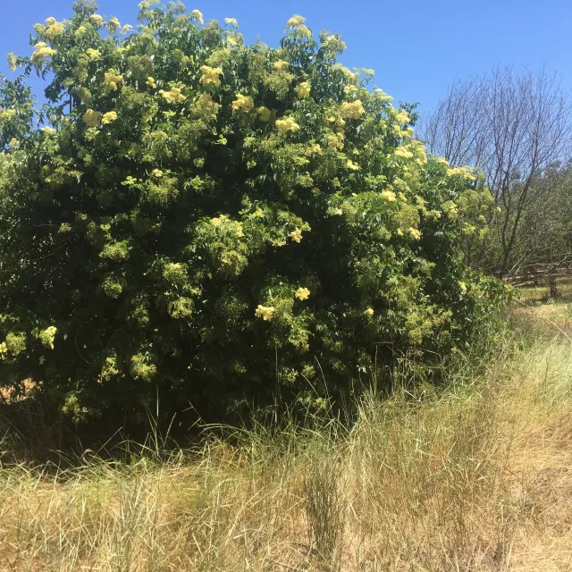 Mature elderberry hedgerow, planted in 2008.