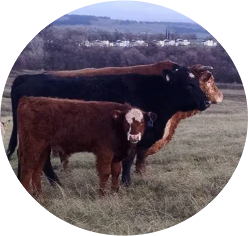 circle cow family