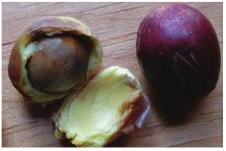 bay laurel nut