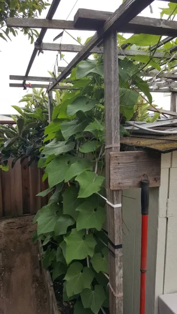 Chayote