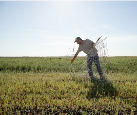 Nathanael puts up fencing for the sheep. Photo from https://fibershed.org/2019/09/04/california-cotton-fields-nathanael-siemens-on-a-10-acre-model-toward-regeneration/