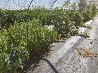 Planting basil near the vegetable crops promotes pollinator and beneficial insects