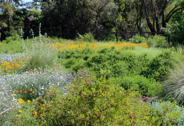 UC Arboretum