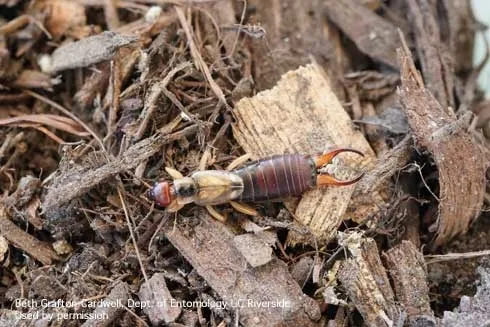 earwig duff