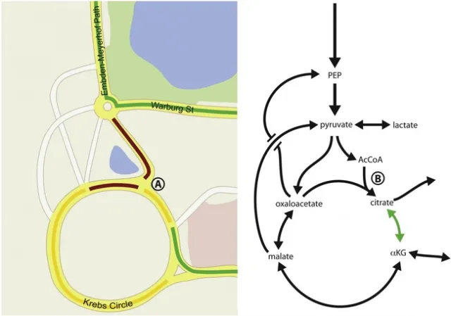 road map of hlb metabolism
