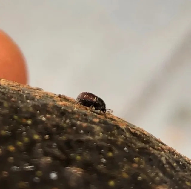beetle