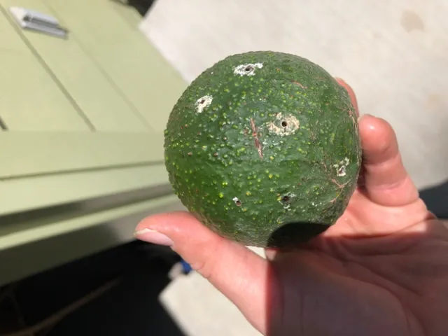 fruit holes