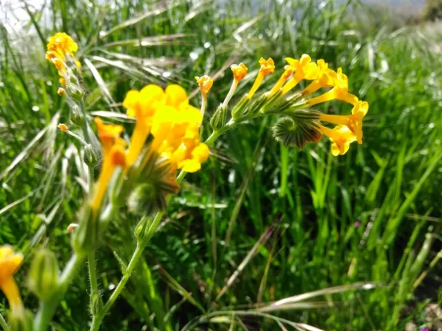 Amsinckia closeup