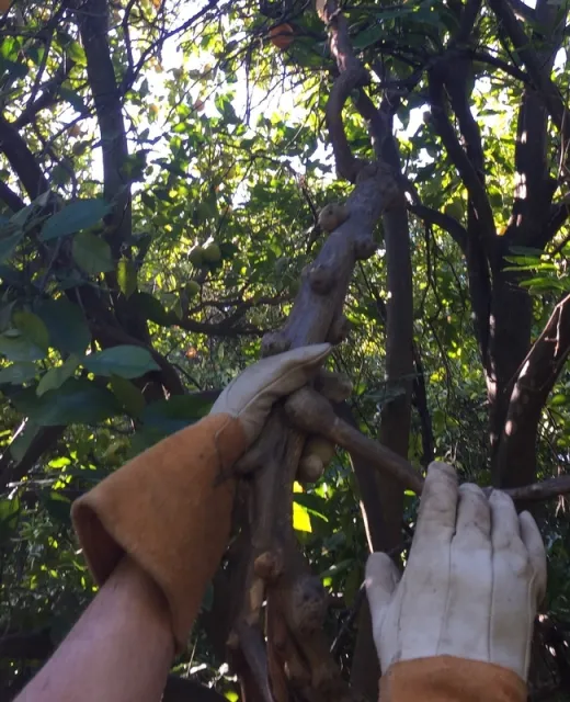 citrus gall 6 (2)