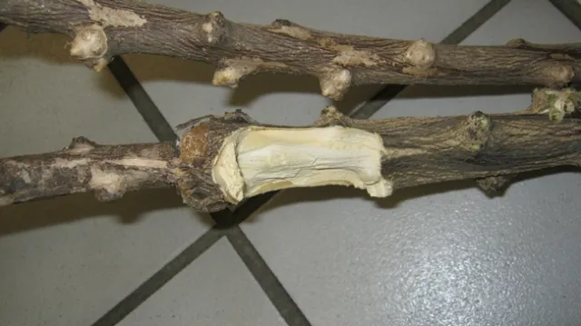 citrus gall 2