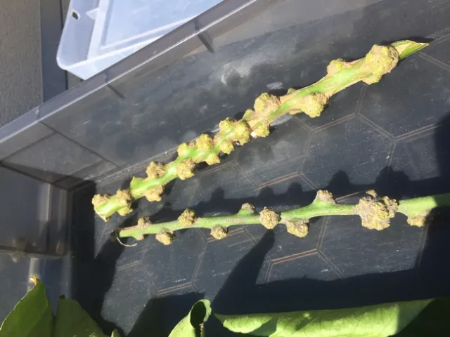 Citrus Galls