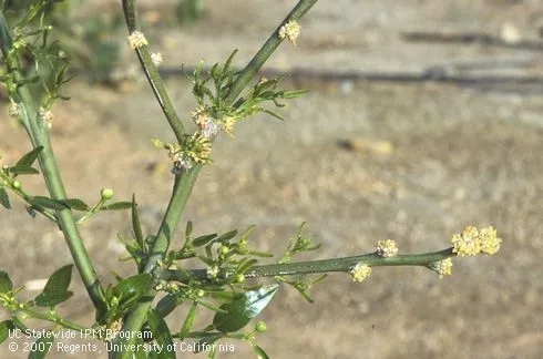citrus glyphosate damage