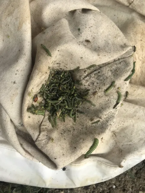 WormsInSweepNet