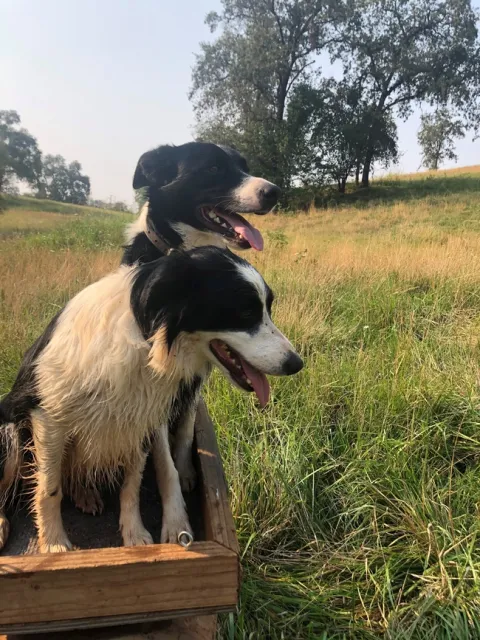 sage and gillie (2)