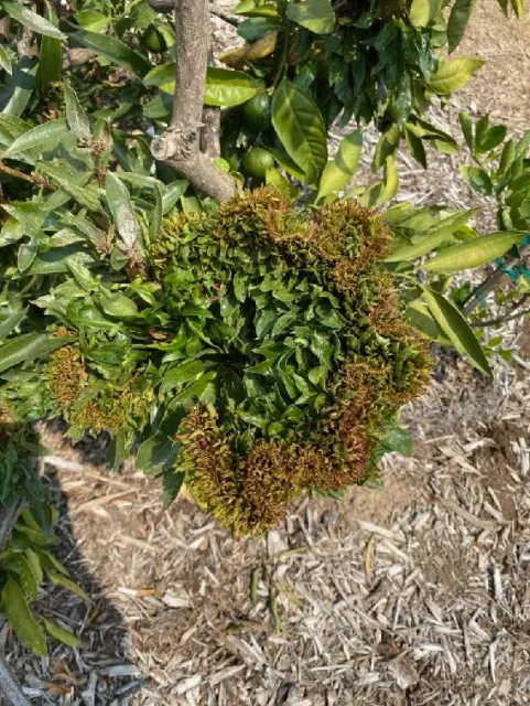 sphaeropsis roundup