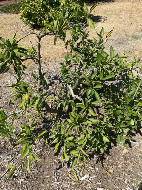 myoporum removed