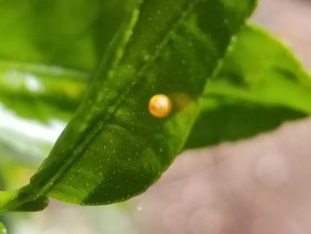 gaint swallotail egg