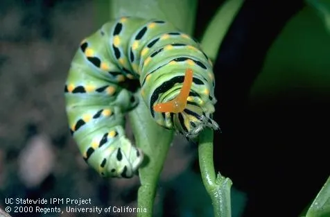 California orangedog larvae
