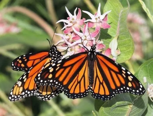 monarch2