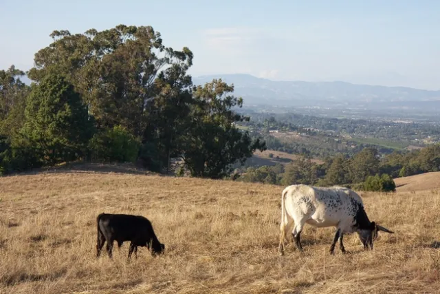 Cattle grazing reduces wildfire fuel in rural areas.