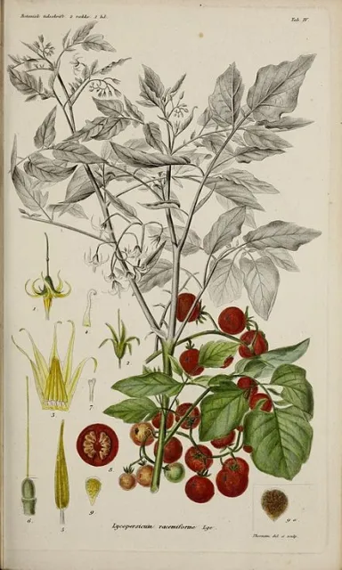 louis feuille