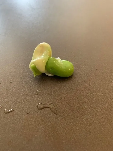 Skinned Bean