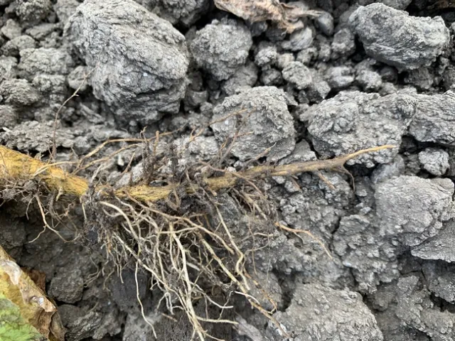 9a